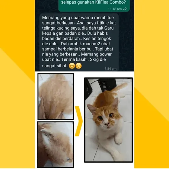 Sebelum dan selepas: kucing yang badannya berdarah kini sihat