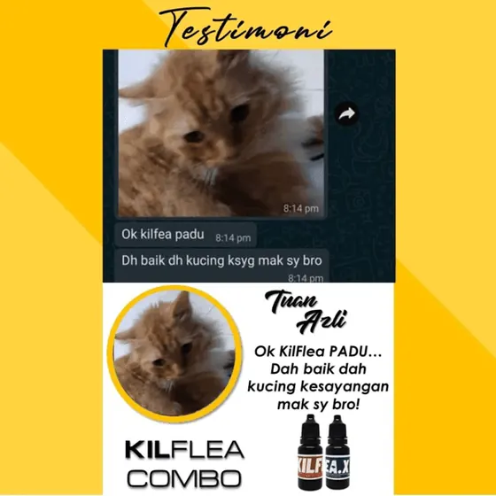 Testimoni: KilFlea padu, kucing dah baik