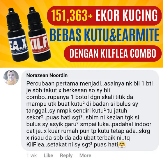 Komen Facebook: kucing dalam rumah ada kutu, kini puas hati
