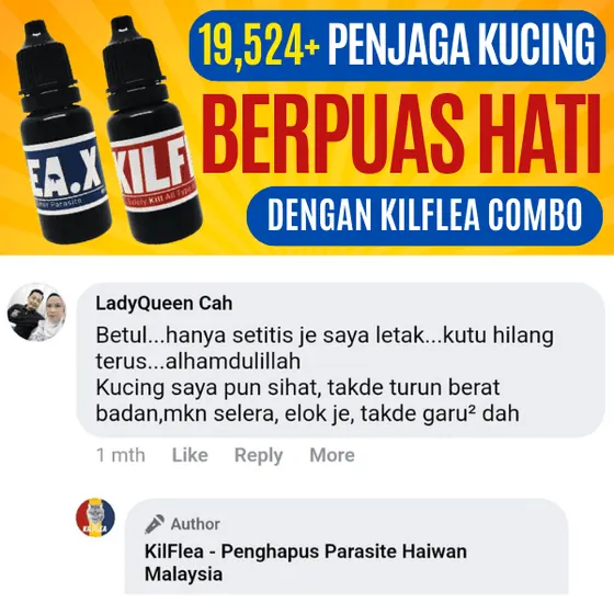 Komen Facebook: hanya setitis, kutu hilang, kucing sihat