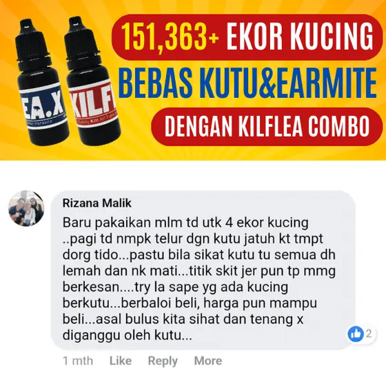 Komen Facebook: 4 ekor kucing, telur kutu jatuh esok pagi