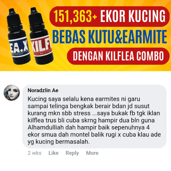 Komen Facebook: earmite 4 ekor, telinga bengkak berair kini montel