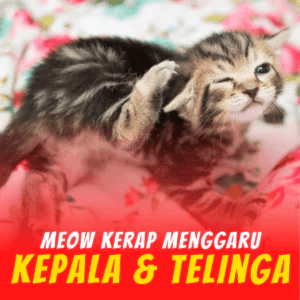 1-Penghapus-Parasit-KILFLEA-BIONEKO-kucing-bela-makanan-ubat-kutu-earmites-pet-food-pasir-kedai-haiwan-shop-kitten-wet