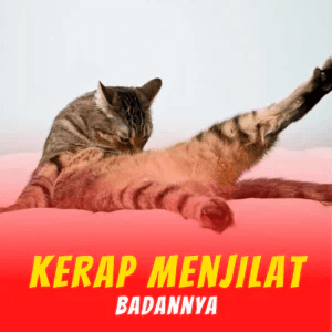 2-Penghapus-Parasit-KILFLEA-BIONEKO-kucing-bela-makanan-ubat-kutu-earmites-pet-food-pasir-kedai-haiwan-shop-kitten-wet