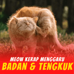 3-Penghapus-Parasit-KILFLEA-BIONEKO-kucing-bela-makanan-ubat-kutu-earmites-pet-food-pasir-kedai-haiwan-shop-kitten-wet