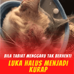 4-Penghapus-Parasit-KILFLEA-BIONEKO-kucing-bela-makanan-ubat-kutu-earmites-pet-food-pasir-kedai-haiwan-shop-kitten-wet