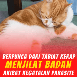 6-Penghapus-Parasit-KILFLEA-BIONEKO-kucing-bela-makanan-ubat-kutu-earmites-pet-food-pasir-kedai-haiwan-shop-kitten-wet