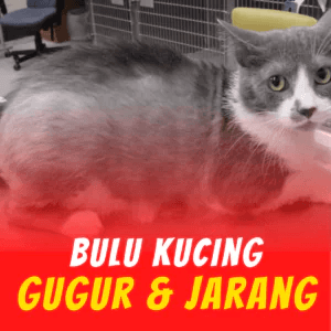 7-Penghapus-Parasit-KILFLEA-BIONEKO-kucing-bela-makanan-ubat-kutu-earmites-pet-food-pasir-kedai-haiwan-shop-kitten-wet