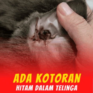 9-Penghapus-Parasit-KILFLEA-BIONEKO-kucing-bela-makanan-ubat-kutu-earmites-pet-food-pasir-kedai-haiwan-shop-kitten-wet